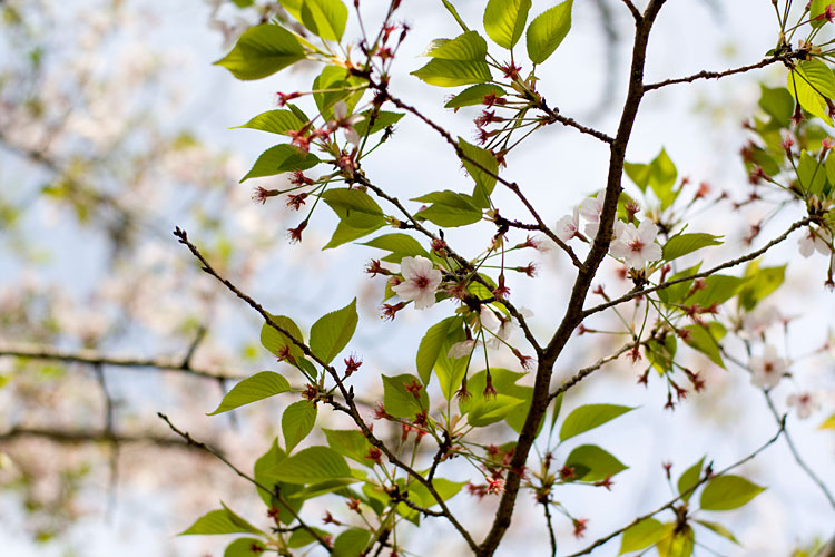 桜