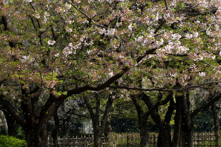 散る桜