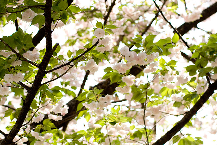 八重桜