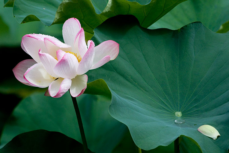 蓮の花