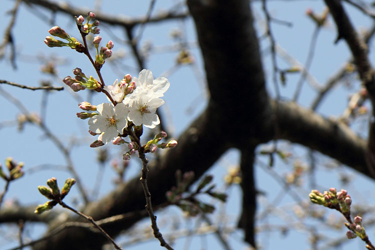 ソメイヨシノ開花