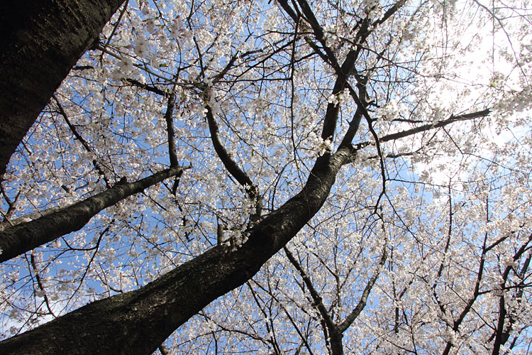 桜満開