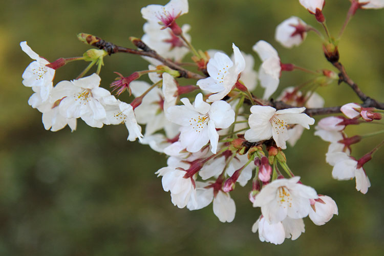 桜