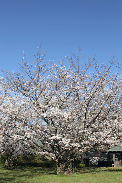 桜