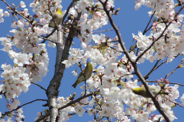 桜