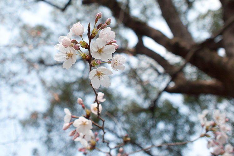 桜