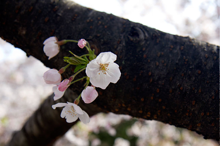 桜