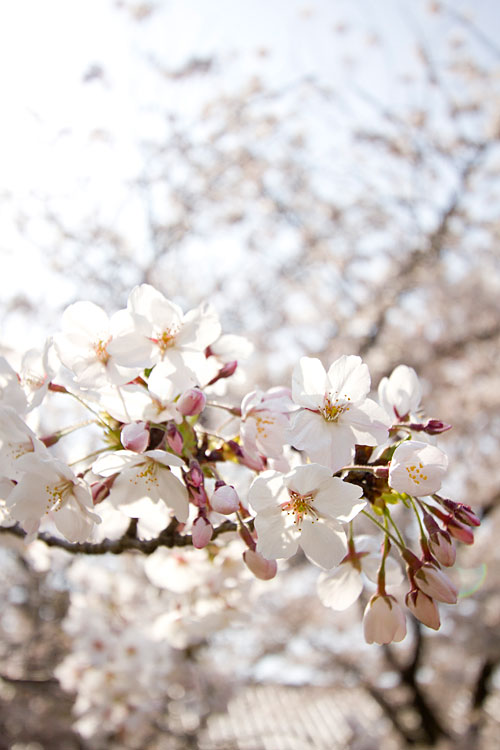 桜