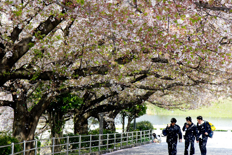 桜