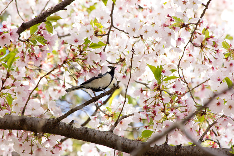 桜とシジュウカラ