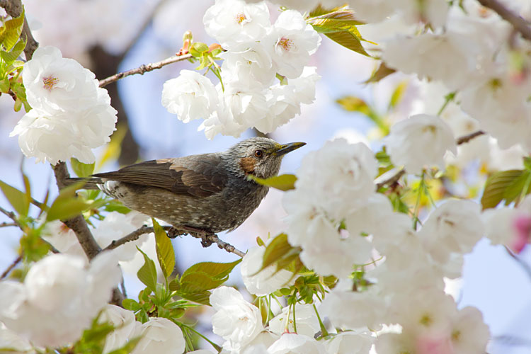 八重桜とヒヨドリ