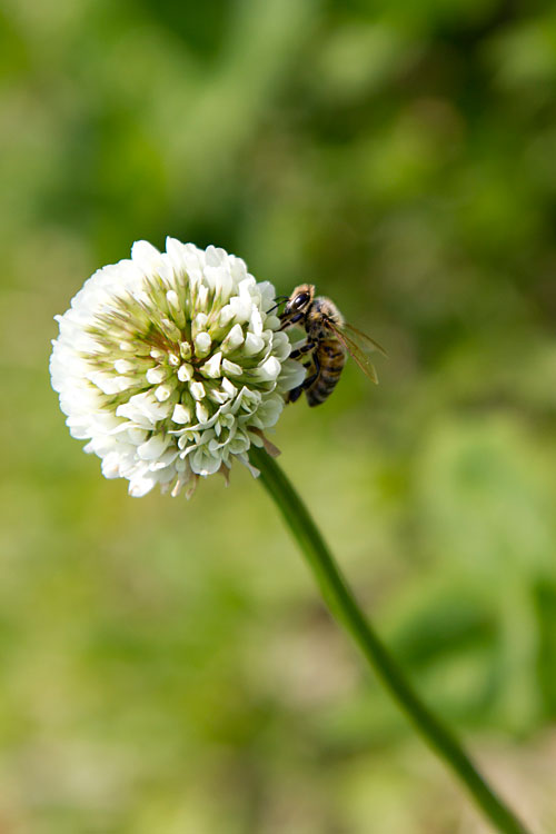 蜂と白詰草