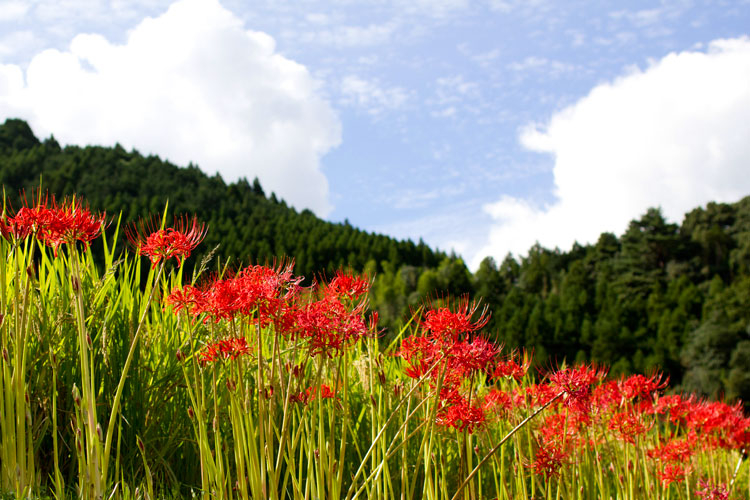 彼岸花