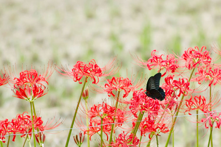 彼岸花と蝶