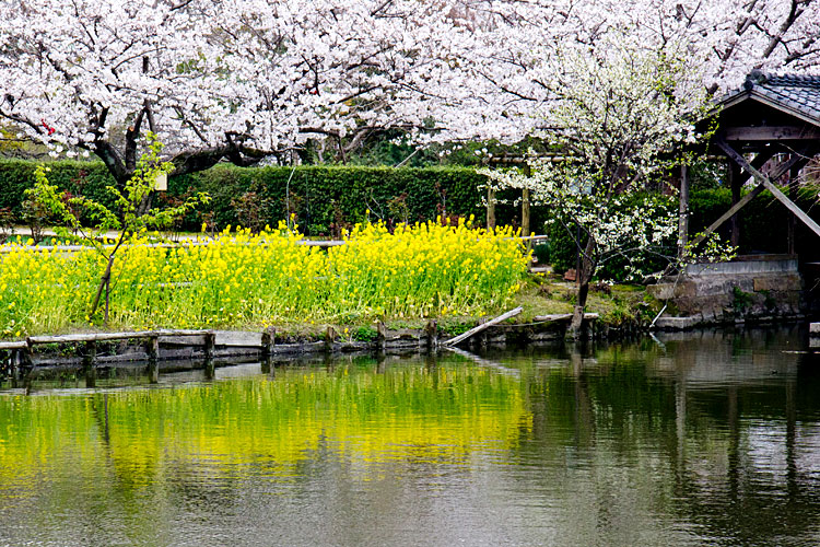 桜と菜の花