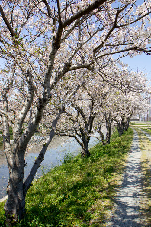 桜並木