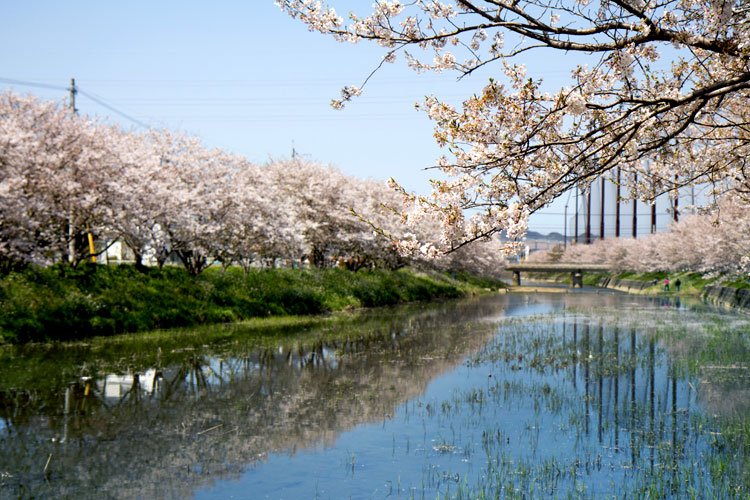 桜並木