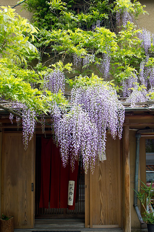 藤の花