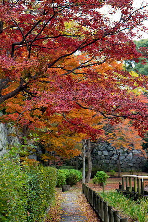 紅葉