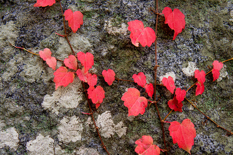 紅葉