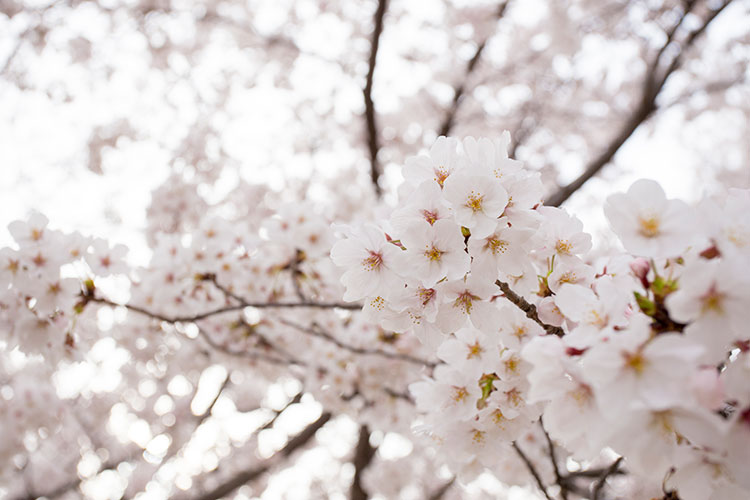 桜