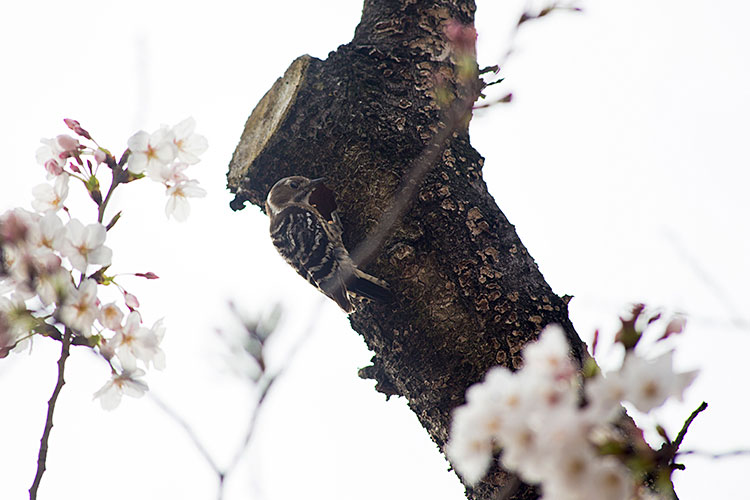 桜