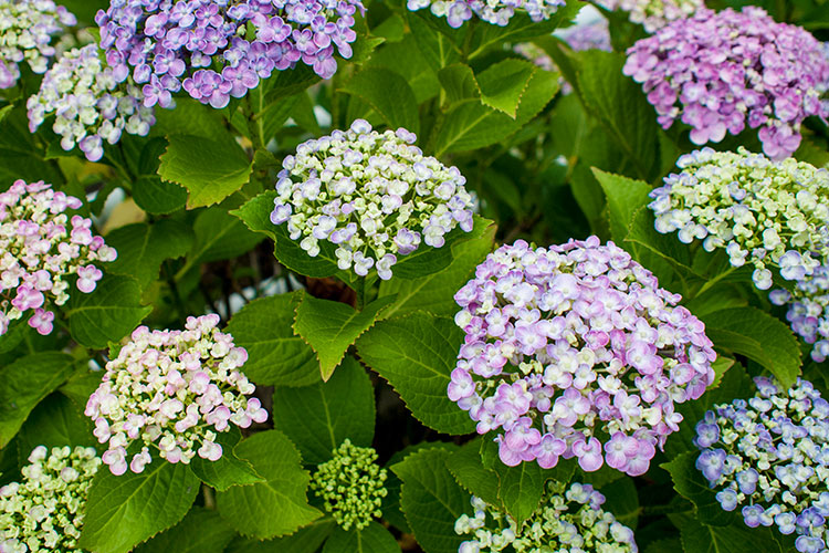 紫陽花