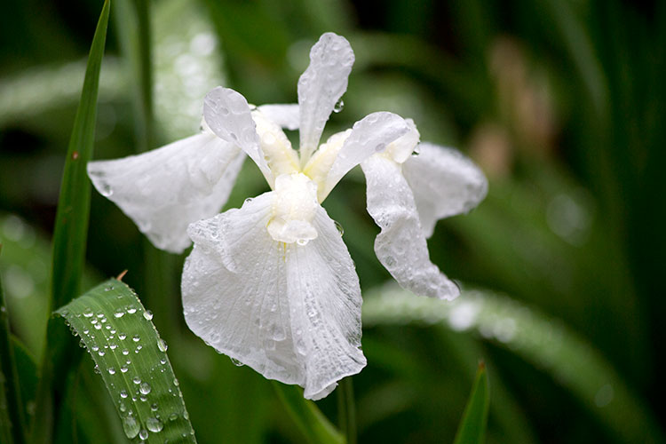 花菖蒲