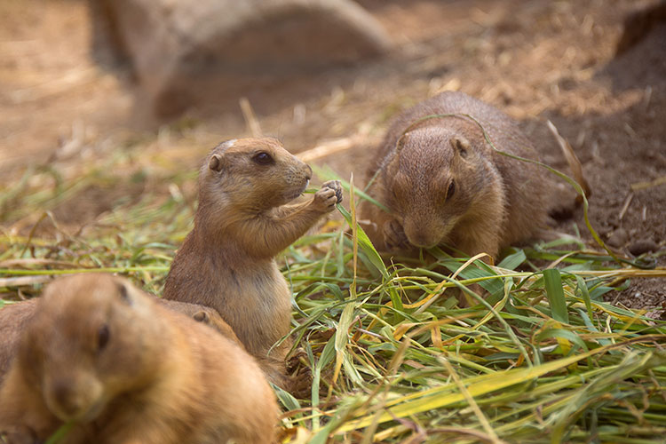 到津の森公園