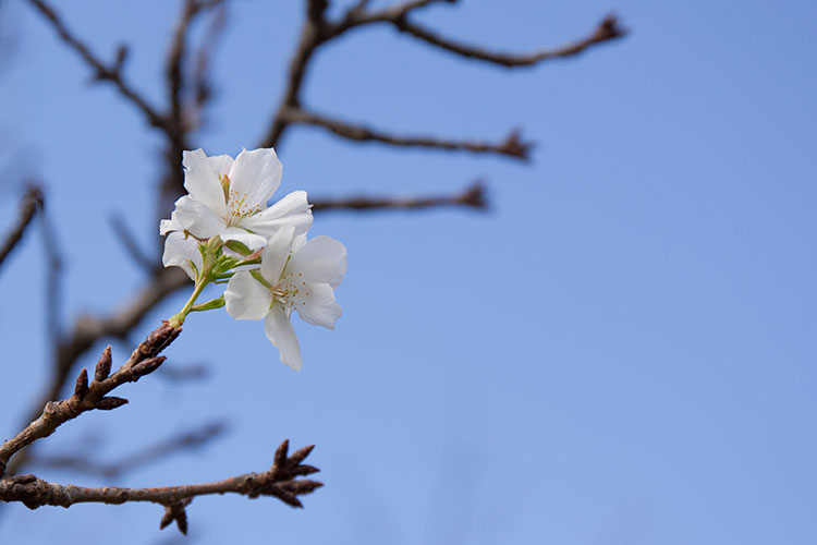 十月桜？