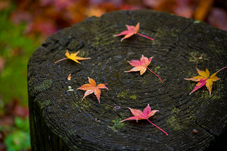 紅葉