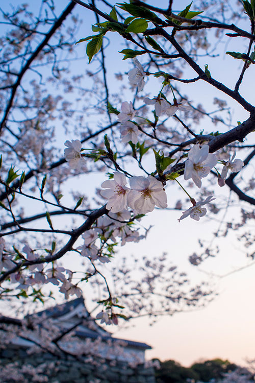 桜