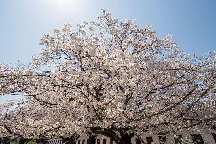 満開桜