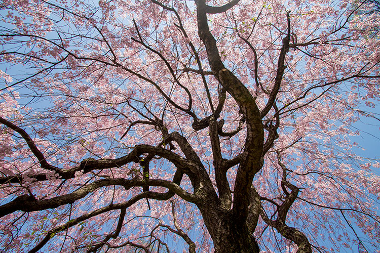 しだれ桜の下で