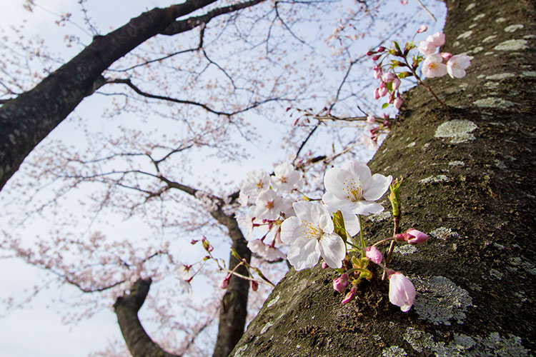 桜