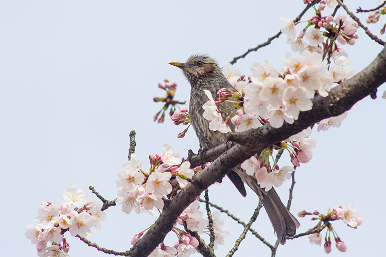 桜