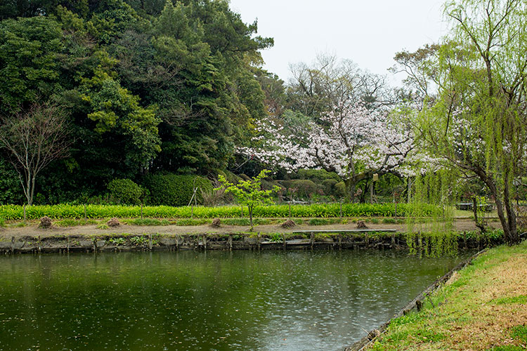 桜咲く御花の東庭園