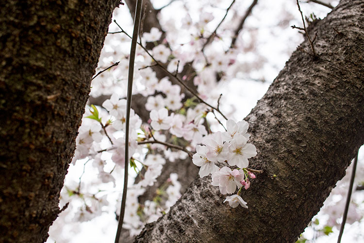 桜咲く