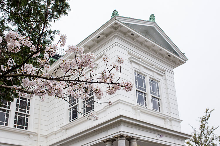 西洋館と桜