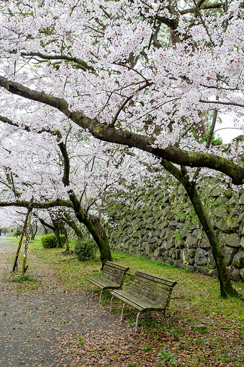 桜