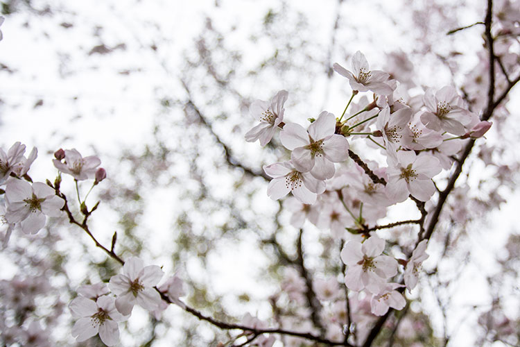 桜