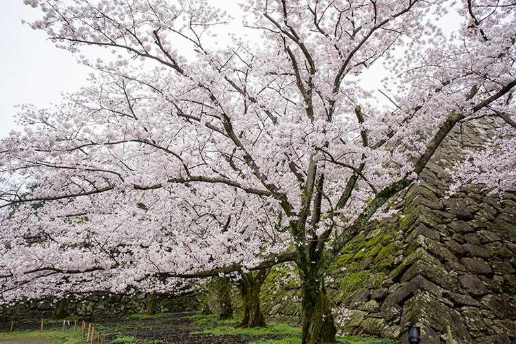 桜