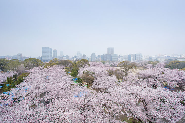 桜