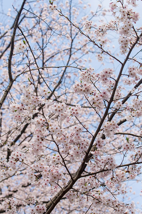 桜