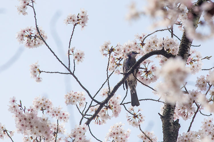 桜