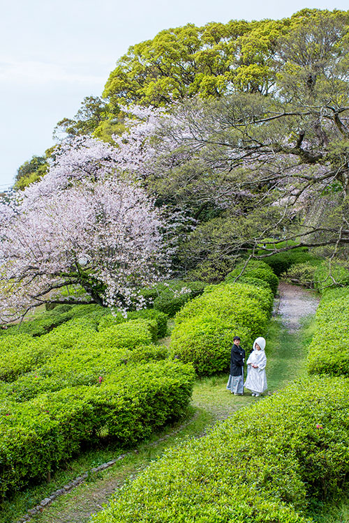 前撮りと桜