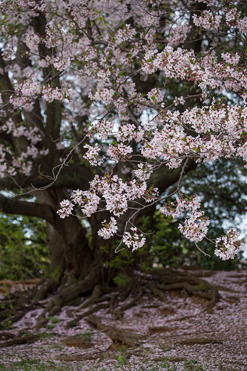 桜散る