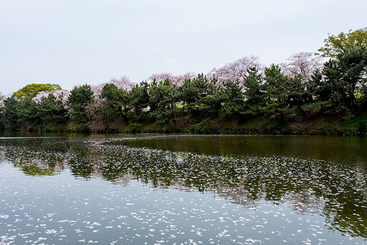 流れていく花びら