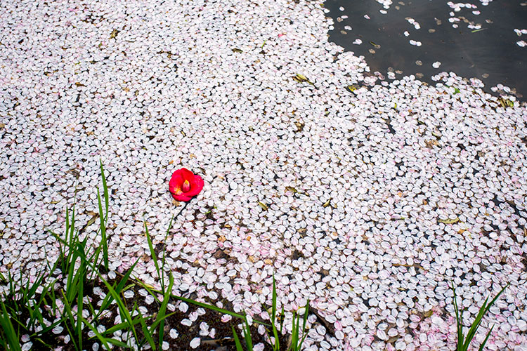 花筏と椿