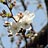春の花の風景：ソメイヨシノ開花